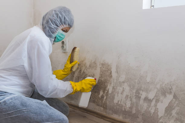 Attic Mold Removal in Miami, AZ