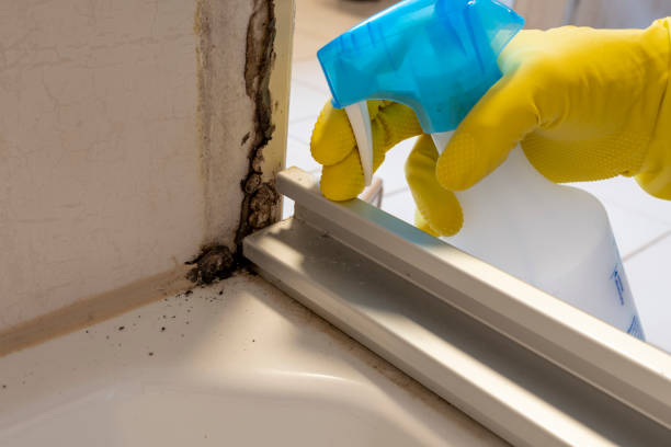 Attic Mold Removal in Miami, AZ