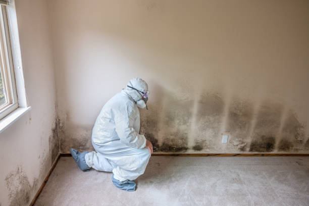Best Mold Removal and Inspection  in Miami, AZ