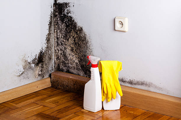 Best Mold Removal Process  in Miami, AZ